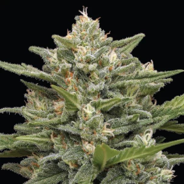 Vanilla Latte wietsoort levende plant voorbeeld met gele, groene en oranje plant kleuren