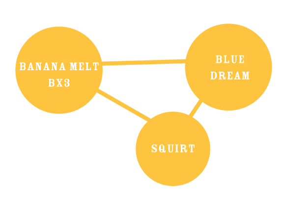 Banana Melt Parentals chart: banana melt bx3, blue dream, and squirt