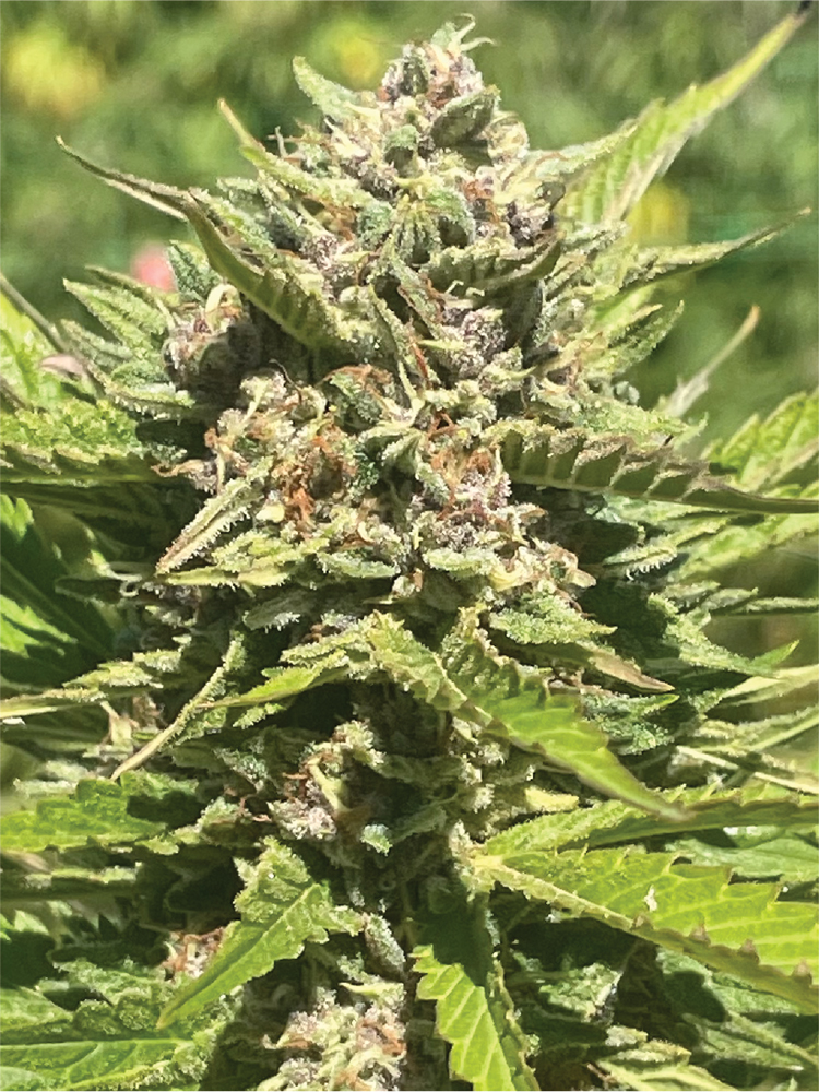 Banana Melt live plant photo shot by humboldt seed company