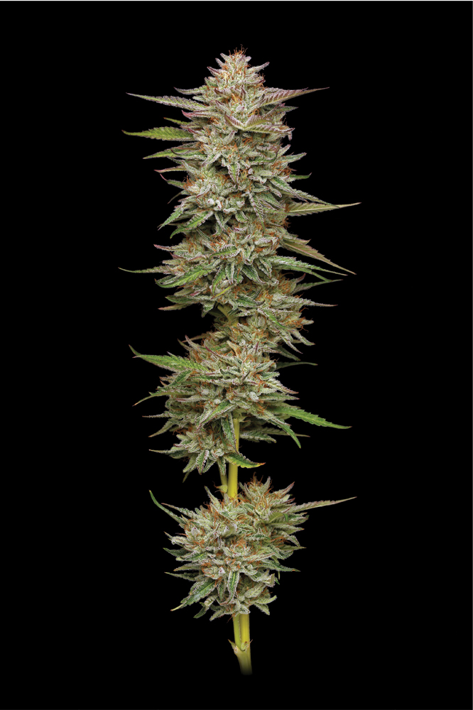 Banana OG live cannabis plant with multiple bud sites on tall branch shot in studio on black backdrop