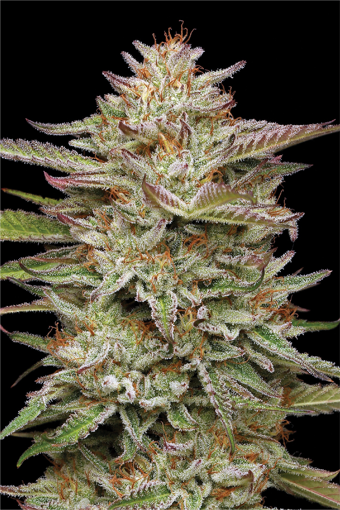 Banana OG live plant dripping in trichome crystals with bright orange hairs and red on the leaves