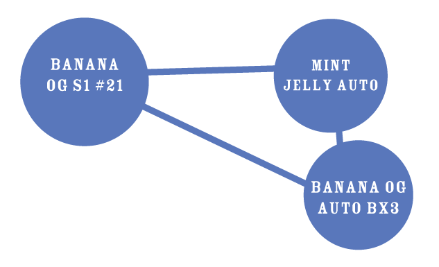 Banana OG Auto Parentals: Mint jelly auto and banana og auto bx3