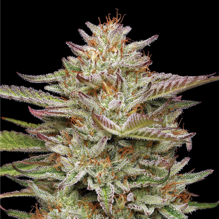 Banana OG Flower live cannabis plant example with crystal trichome structures and orange hairs