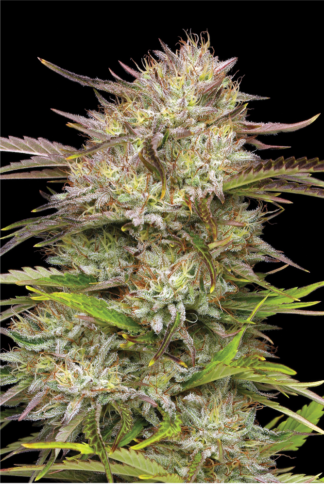 California Haze live plant shot with yellow hairs and sprawling buds in green and pink purple color shot on a black background