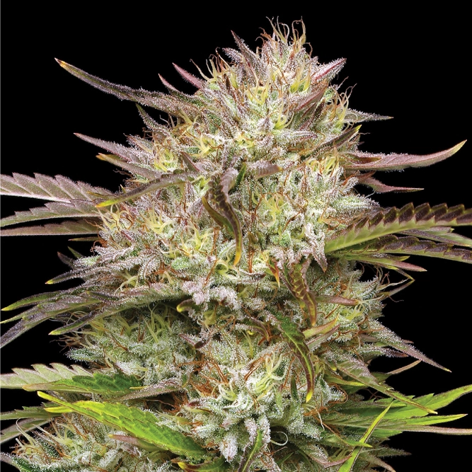 california haze california haze live marijuana plant flower bud with trichomes and yellow hairs