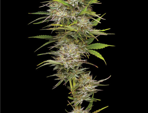 The Strains That Shaped Cannabis Culture: Haze