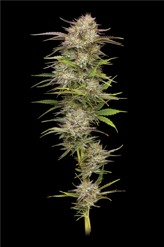 California Haze weed photography with yellow hairs and extra large flowers in green and pink purple color shot on a black background