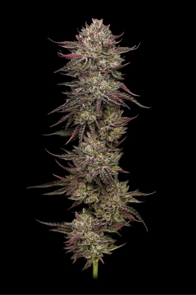 Chicken and Wafflez marijuana strain live plant flower with giant buds on a thick stem