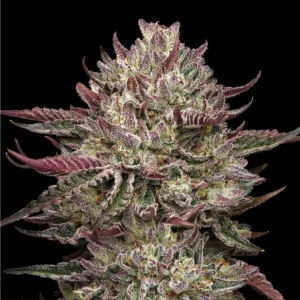 Chicken n' Wafflez live cannabis flower covered in deep red and purple colors and crystals