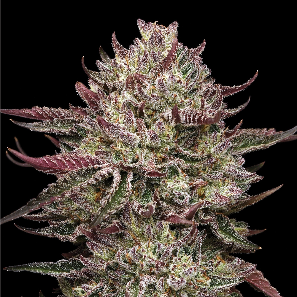 Chicken n' Wafflez live cannabis flower covered in deep red and purple colors and crystals