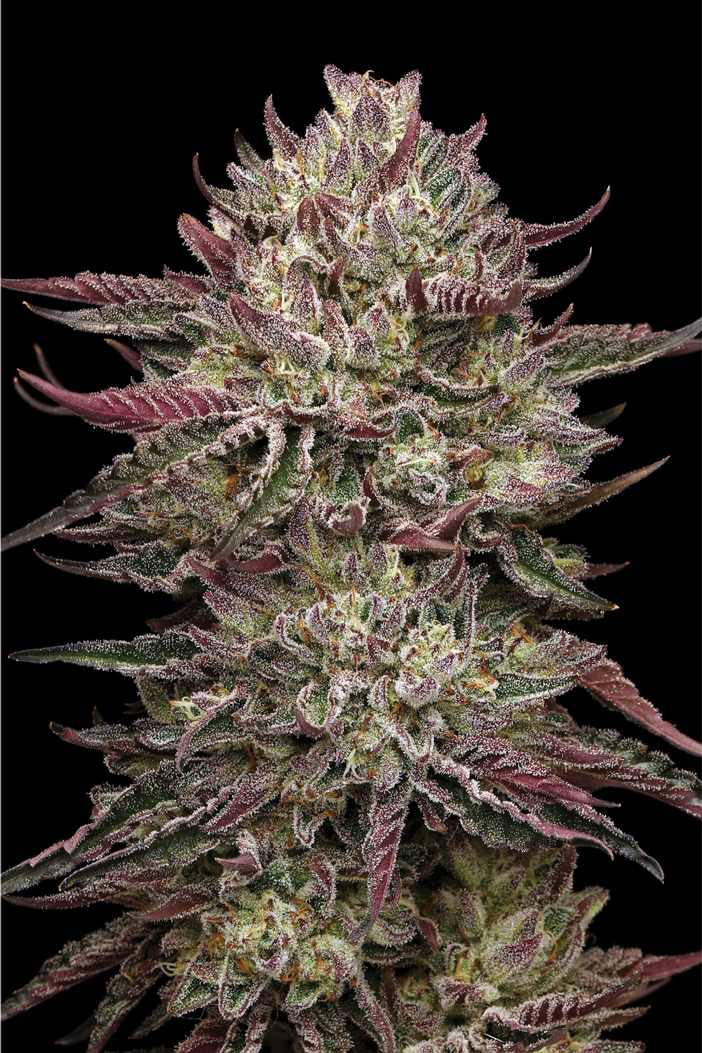 Chicken and Wafflez marijuana plant photo with deep red to purple coloring, orange hairs, and white crystals