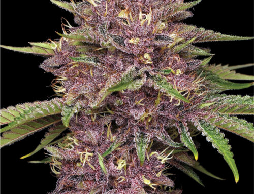 The Top 10 Low-THC Strains