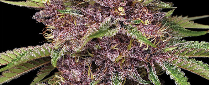 Purpz Flower Photo in colorful hues ranging from deep violet to lighter lavender and red with yellow and cyan hairs