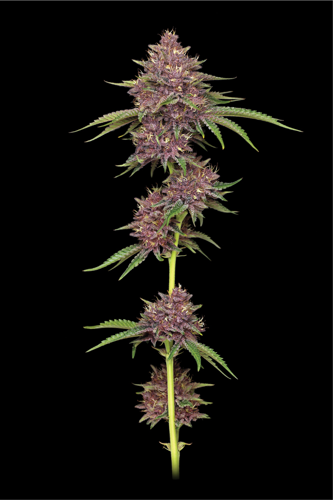 Purpz Flower trimmed and on the stem with purple flowers and healthy fan leaves