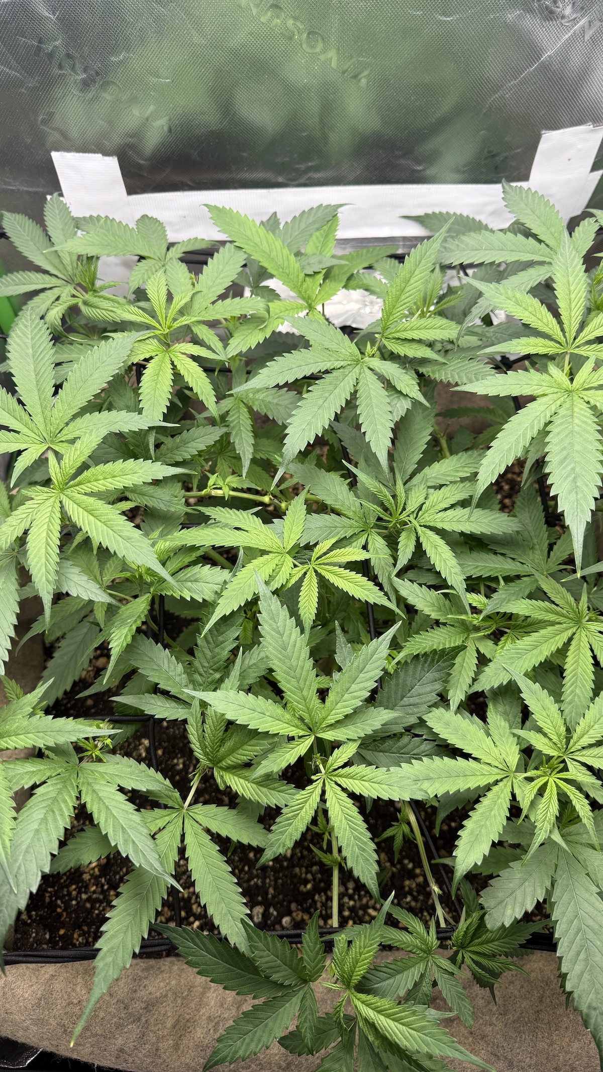 SCROG-Anbaumethode für Cannabispflanzen mit grünen Blättern