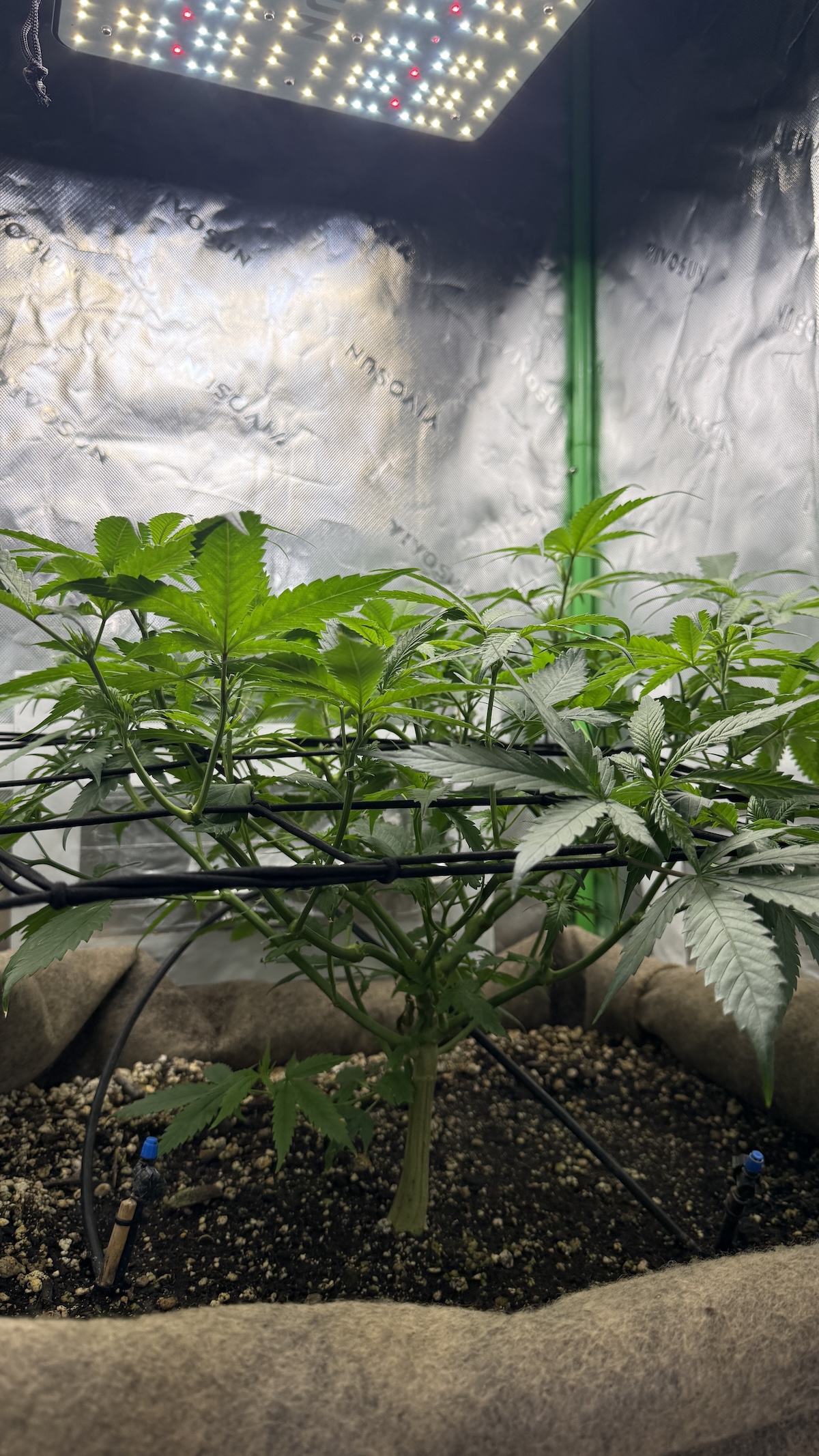 SCROG-Anbaumethode, die die Seite der Pflanzen im Topf mit ihren Zweigen zeigt