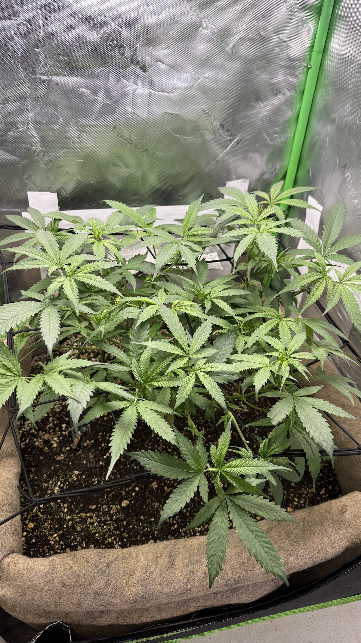 SCROG-Anbaumethode für den Indoor-Cannabisanbau