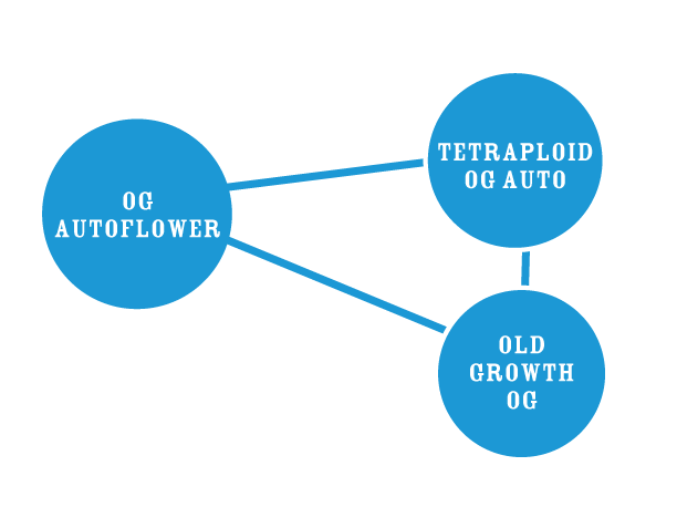 Triploid parentals chart with OG autoflower, tetraploid og auto, and old growth og
