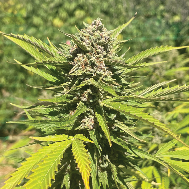 Banana Melt live cannabis plant photography in large field with big fan leaves