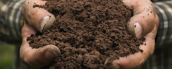 alto contenido de nitrógeno nitrógeno fósforo y potasio crecimiento de la planta fase de floración mascarilla pared celular crecimiento de las raíces mezcla de tierra cucharada de guano liberación lenta de origen natural cultivo de cannabis elementos tóxicos alimentar sus plantas vida microbiana rica en nutrientes alimentar guano de murciélago a las plantas de cannabis cannabis requieren guano bueno para el cannabis altos niveles de fósforo