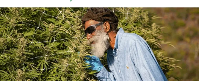 Older rastafari man with white beard and brown dreads smelling giant outdoor cannabis plant trained with trellis netting.