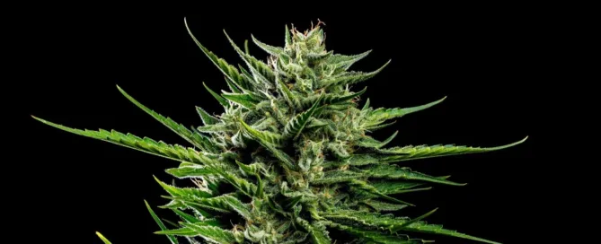 GreenState company logo and live marijuana plant shot