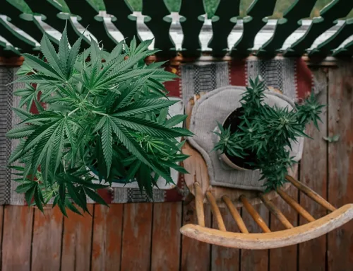 How to Grow Marijuana at Home