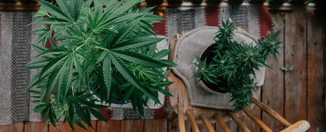 joven y muy joven de cannabis y planta de marihuana que crece en un patio de madera y mecedora