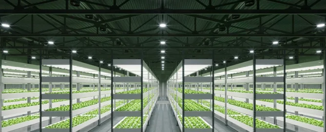 rows of indoor plants growing on racks for vertical hydroponics and soil growing