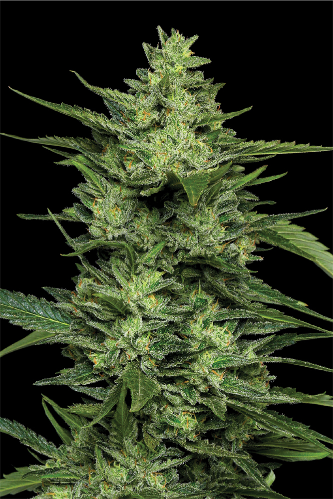 Limez weed plant with large flowers, fan leaves, and rich green coloring shot on a black background