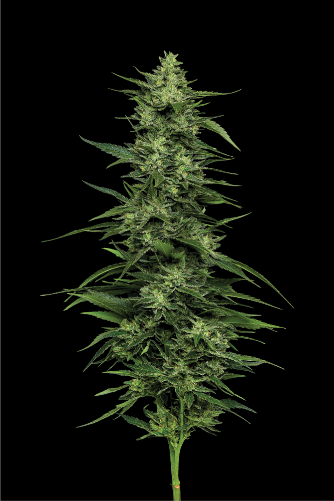 Limez live plant shot with massive flowers and deep green coloring shot on a black background