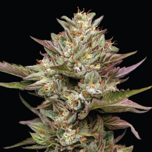 Moon Fog live cannabis plant foto bloem geschoten op zwarte achtergrond in hoge definitie