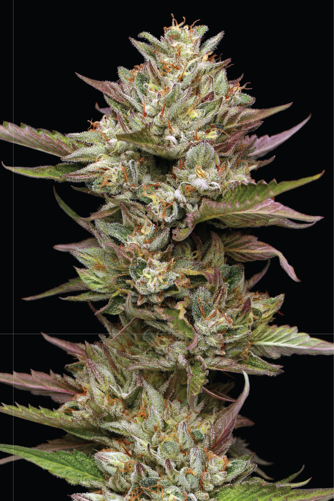 Moon Fog marijuana Flower giant coala with pink and green coloring and trichome crystals shot on a black background