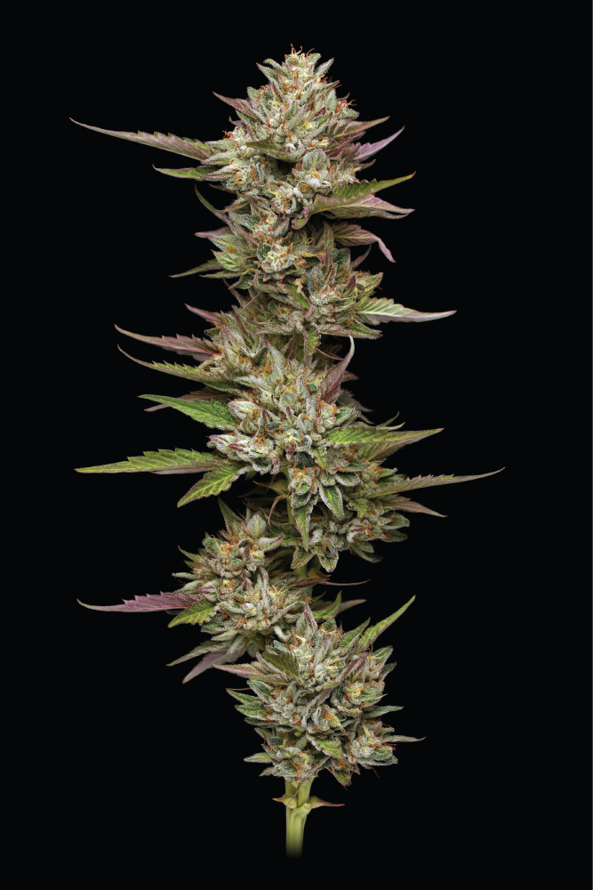 Moon Fog cannabis strain Flower shoing pink and green coloring over a black background