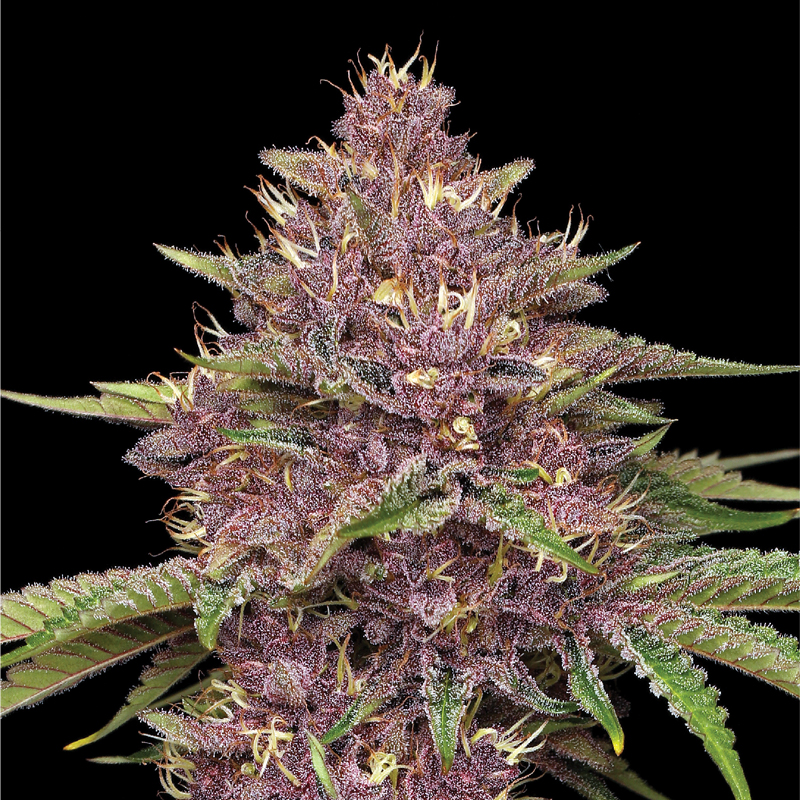 Purpz levende cannabis plant paarse bloem met gele en oranje hiars