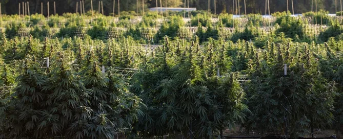 scrog technique indoor growing flowering stage growing space weave the branches green method plants to grow air circulation plant growth branches growing scrog canopy home growers grow lights maximizes light train your plants train the plant implement the scrog vegetative stage growing cannabis