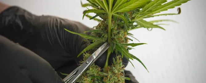 pruning shears wet trimming dry trimming drying process flowering stage cannabis plants vegetative stage plant matter trim cannabis buds part of the plant weed plants rubbing alcohol plant material small leaves dried buds covered in trichomes individual buds trimming process trimming fresh trimming wet