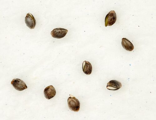 Germinating Cannabis Seeds Six Different Ways