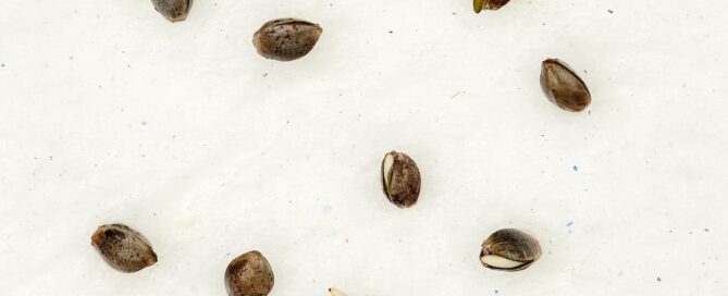 Cannabis seeds beginning to sprout on a moist paper towel after 24 hours