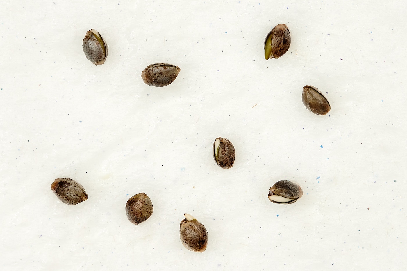 Cannabis seeds beginning to sprout on a moist paper towel after 24 hours