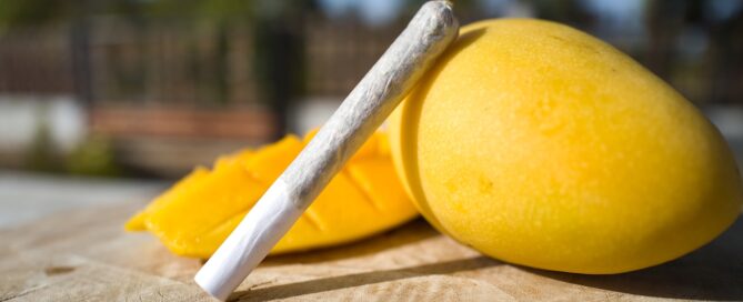 a cannabis joint resting on a yellow mango next to a cut mango on a log
