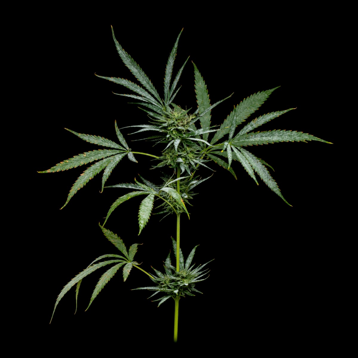 cannabis plant showing signs of powdery mildew or white mold