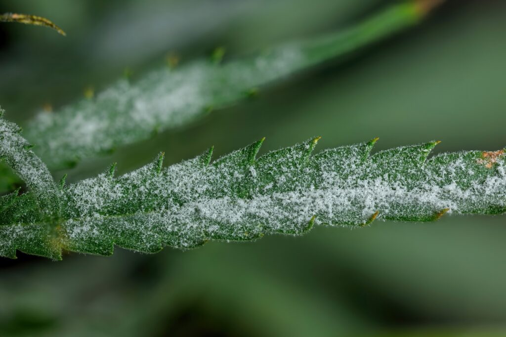 Powdery mildew forming on cannabis plant leaf close up