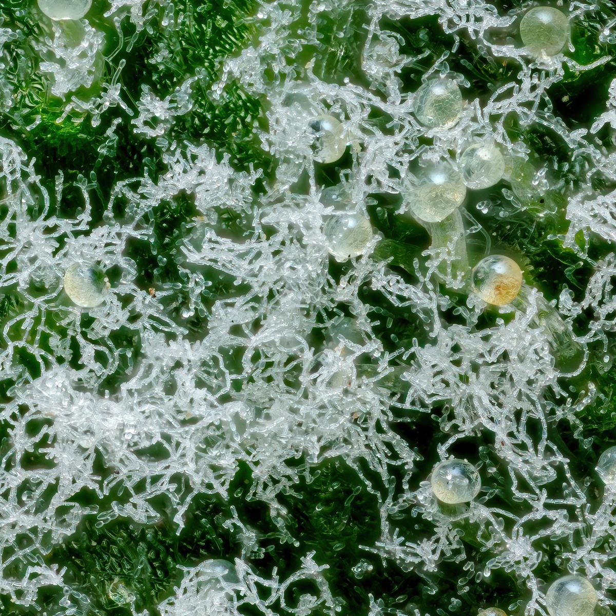 Powdery mildew forming next to trichomes under magnification micro cannabis photography