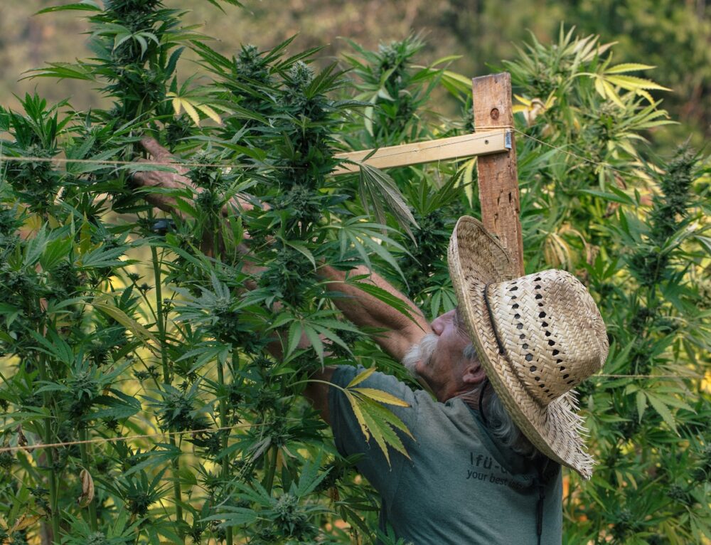 5 Nutrients for Autoflowers Cannabis Seeds Humboldt Seed Company