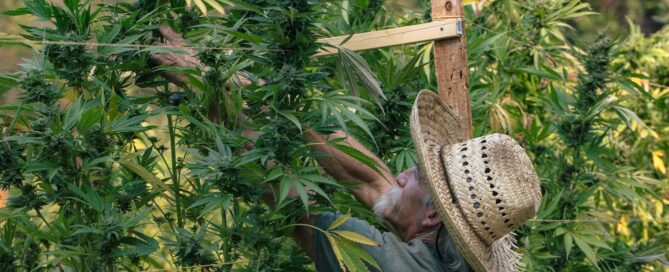 Man in sun hat reaching up to grab top cola of 7-foot weed plant at foodoo farms