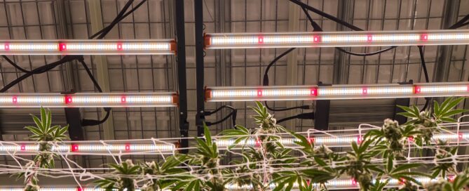 cannabis grow lights shot from above inside a commercial grow facility