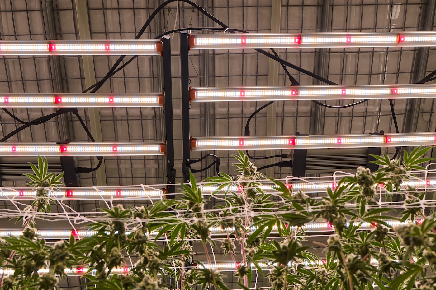 luces de cultivo de cannabis tomadas desde arriba dentro de una instalación de cultivo comercial