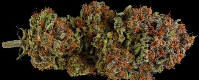 Blueberry muffin marijuana strain nug shot flower image