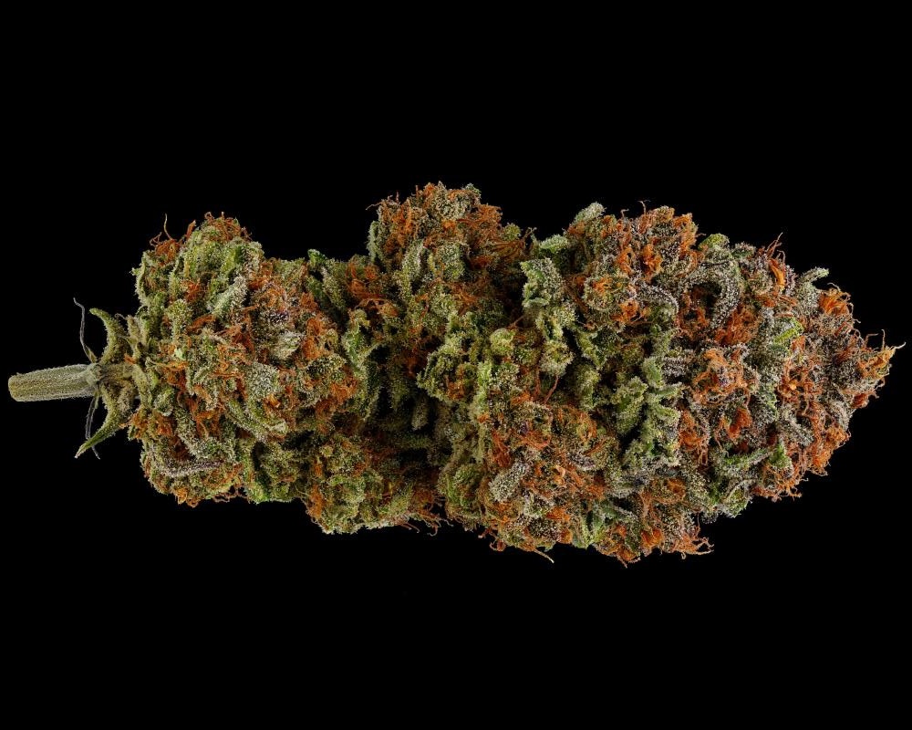 Blueberry muffin marijuana strain nug shot flower imagem